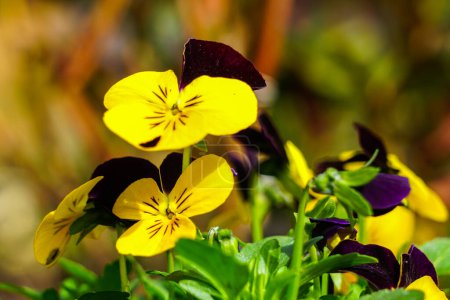 Beautiful garden pansy Viola wittrockiana flowers closeup with colourful yellow brown and violet purple petals, natural blurred background