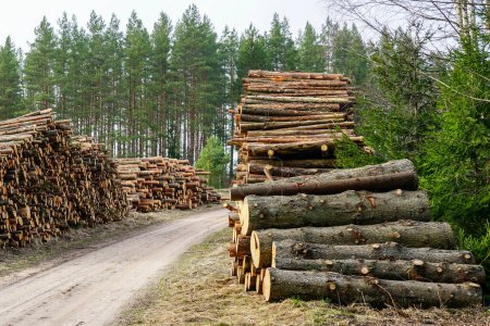 Large piles of felled pine logs piled up on the edge of a forest road, pinewood raw material, cut down forest, forestry