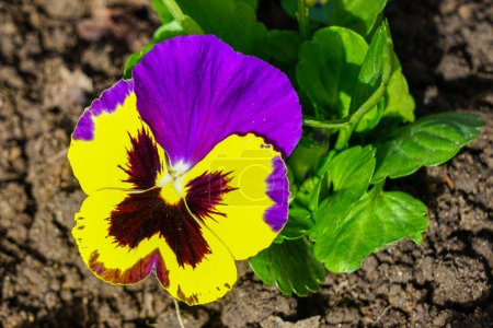 Beautiful garden pansy Viola wittrockiana flower closeup with colourful yellow and violet purple petals, natural blurred background