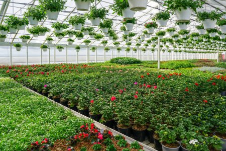 Large greenhouse with many flower plants in pots, also flower pots hanging from the ceiling, flower nursery, flower growing business, greenhouse plants