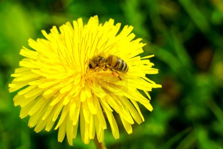 Bee or honey bee adorned with pollen sucks nectar from a yellow dandelion flower, bee collecting pollen, honeybee on a dandelion flower
