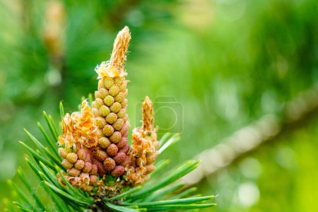 Pine flower on branch, flowering pine tree in spring, formation of new cones, yellow pine cones from coniferous tree at spring, pine blossom