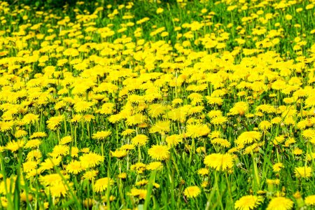 A green meadow with many yellow dandelion flowers, blooming yellow dandelion meadow, dandelion flowers, beautiful springtime view