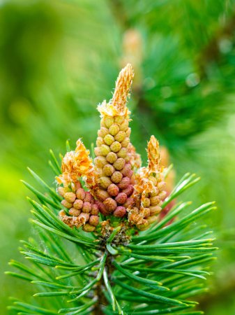 Pine flower on branch, flowering pine tree in spring, formation of new cones, yellow pine cones from coniferous tree at spring, pine blossom