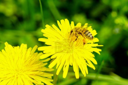 Bee or honey bee adorned with pollen sucks nectar from a yellow dandelion flower, bee collecting pollen, honeybee on a dandelion flower