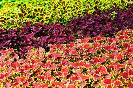 Different colors coleus, painted nettle, Coleus blumei in pots in a flower nursery greenhouse, Malibu red coleus