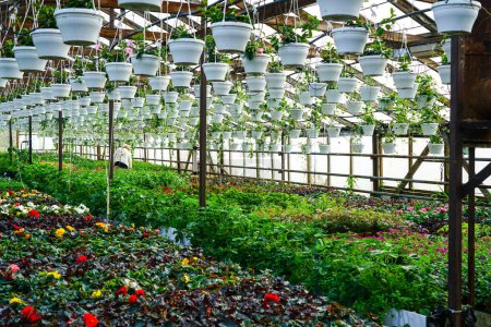 Moderne Gärtnerei mit vielen bunten Blumenpflanzen in Töpfen in den Regalen und hängenden Körben von der Decke
