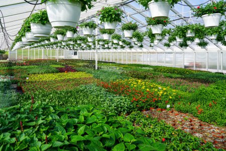 pépinière de fleurs, intérieur d'une grande serre industrielle moderne, diverses fleurs dans des pots tout autour, la croissance des fleurs industrielles