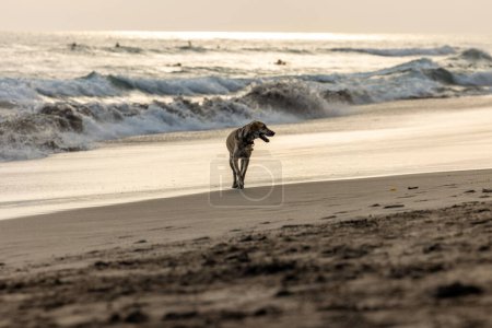 A happy dog walking along the shore at sunset, with gentle waves and a calm ocean extending towards the horizon.