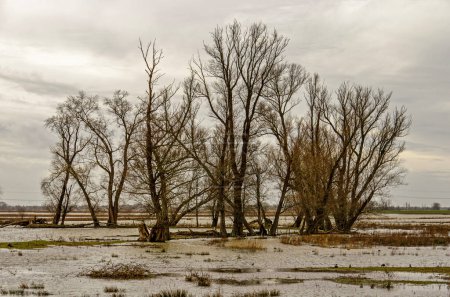 Photo for Group of trees on land temporarily inundated to lower water levels in the nearby river, in the Noordwaard region in Biesbosch national park in the Netherlands - Royalty Free Image