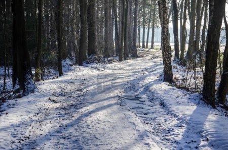 Photo for Meandering footpath, covered with snow, in a forest near Achel, Belgium - Royalty Free Image