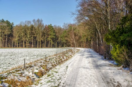 Photo for Snow-covered road at the edge of a forest near Achel, Belgium on a sunny day in winter - Royalty Free Image