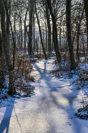 Photo for Footpath in a forest near Achel, Belgium, covered with snow and frozen puddles - Royalty Free Image