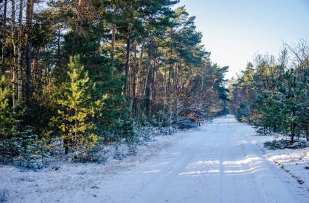Photo for Straight footpath covered with snow on a sunny day in winter in a forest near Achel, Belgium - Royalty Free Image