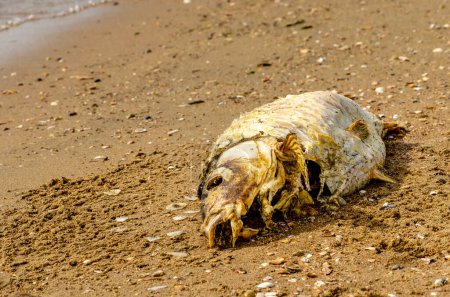 Téléchargez les photos : Carcasse d'un poisson sur une plage de sable fin près de la ligne de flottaison - en image libre de droit