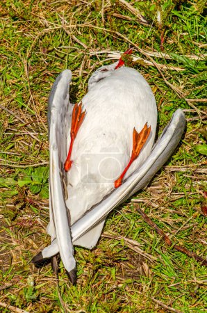 Dead gull, recently fallen out of the sky on a grassy surface