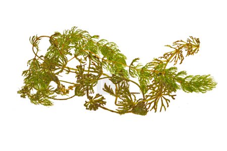 Photo for Seaweed isolated on white background - Royalty Free Image