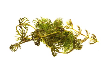 Photo for Seaweed isolated on white background - Royalty Free Image