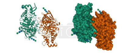Photo for Crystallographic structure of human beta-Hexosaminidase A. 3D cartoon and Gaussian surface models, PDB 2gjx, white background - Royalty Free Image