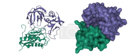 Photo for Matrix metalloproteinase-3 (green) and tissue inhibitor of metalloproteinases - 1 (violet) complex. 3D cartoon and Gaussian surface models, PDB 1uea, white background - Royalty Free Image
