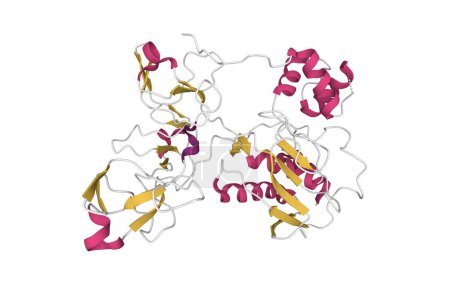Estructura cristalina de la metaloproteinasa de la matriz humana MMP9 (gelatinasa B). Modelo de dibujos animados 3D, esquema de color de estructura secundaria, PDB 1l6j, fondo blanco
