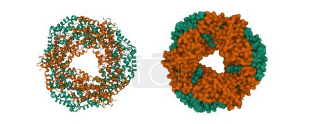 Foto de Estructura cristalina de c-phycocyanin de Synechococcus vulcanus. Dibujos animados 3D y modelos de superficie gaussiana, esquema de color de identificación de entidad, PDB 1i7y, fondo blanco - Imagen libre de derechos