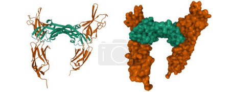 Photo for VEGFR-2 (brown) - VEGF-E (green) complex structure. 3D cartoon and Gaussian surface models, PDB 3v6b, white background - Royalty Free Image