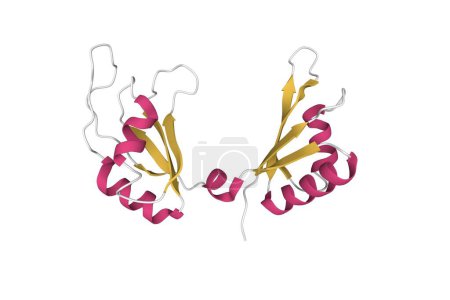 Foto de Estructura de la proteína de unión al ADN c-Myc. Modelo de dibujos animados 3D, esquema de color de estructura secundaria, PDB 7c36, fondo blanco - Imagen libre de derechos