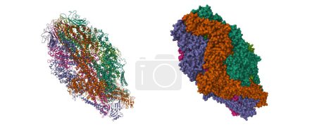 Foto de Estructura crioEM de Yersinia pseudotuberculosis TcaA-TcaB. Dibujos animados 3D y modelos de superficie gaussiana, PDB 6rwb, fondo blanco - Imagen libre de derechos
