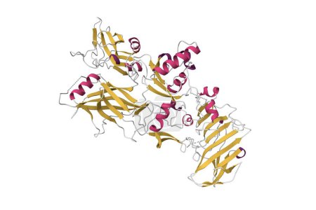 Foto de Anthrax protective antigen. 3D cartoon model, secondary structure color scheme, PDB 1acc, white background - Imagen libre de derechos