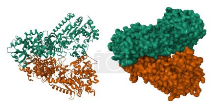 Foto de Toxina del ántrax factor letal. Dibujos animados 3D y modelos de superficie gaussiana, PDB 1j7n, esquema de color id de cadena, fondo blanco - Imagen libre de derechos