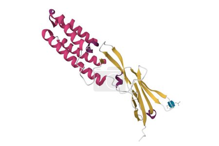 Foto de Estructura cristalina de la proteína IZUMO1 de la membrana del esperma humano. Modelo de dibujos animados 3D, PDB 5jk9, esquema de color de estructura secundaria, fondo blanco - Imagen libre de derechos