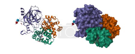 Foto de Estructura del complejo haptoglobina-hemoglobina humano. Dibujos animados 3D y modelos de superficie gaussiana, esquema de color id de la cadena, PDB 4x0l, fondo blanco - Imagen libre de derechos