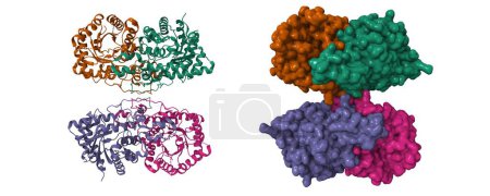Photo for Cryo-EM structure of human kidney betaine-homocysteine methyltransferase. 3D cartoon and Gaussian surface models, chain id color scheme,  PDB 8d45, white background - Royalty Free Image
