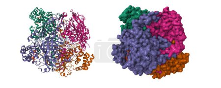 Foto de Estructura de la catalasa eritrocitaria humana. Dibujos animados 3D y modelos de superficie gaussiana, esquema de color id de cadena, PDB 1dgg, fondo blanco - Imagen libre de derechos