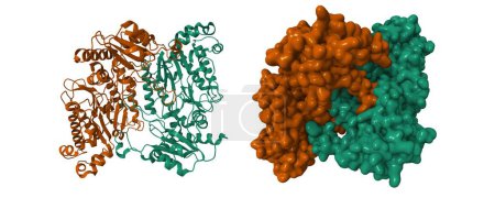Photo for Crystal structure of human prolidase. 3D cartoon and Gaussian surface models, chain id color scheme,  PDB 2iw2, white background - Royalty Free Image