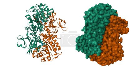 Téléchargez les photos : Structure cristalline de la nicotinamide phosphoribosyltransférase humaine (NMPRTase) complexée avec le nicotinamide (bleu). Modèles de dessin animé 3D et de surface gaussienne, PDB 2e5d, fond blanc - en image libre de droit