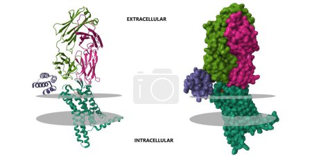 Foto de Receptor de angiotensina II tipo 2 (verde) con angiotensina (marrón). Dibujos animados 3D y modelos de superficie gaussianas, esquema de color id de cadena, PDB 6jod, se muestra la membrana putativa, fondo blanco - Imagen libre de derechos