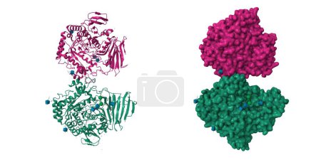 Foto de Estructura cristalina de la glicosidasa reguladora de la miogénesis no ligada. Dibujos animados 3D y modelos de superficie gaussiana, PDB 7qqf, fondo blanco - Imagen libre de derechos