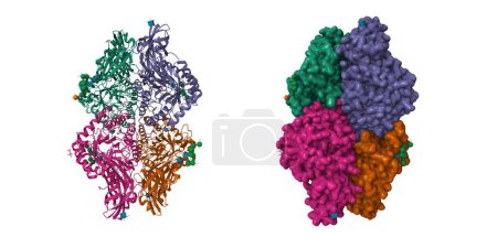 Photo for Structure of human beta-glucuronidase. 3D cartoon and Gaussian surface models, PDB 3hn3, white background - Royalty Free Image