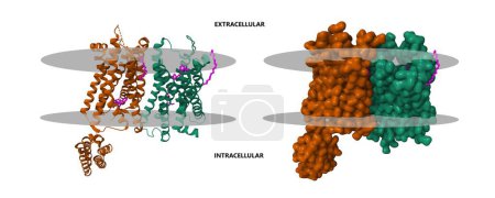 Foto de Estructura del receptor opioide nociceptin-orphanin FQ en complejo con un péptido mimético (rosa). Modelos de superficie y dibujos animados gaussianos 3D, esquema de color id de cadena, PDB 4ea3, fondo blanco - Imagen libre de derechos