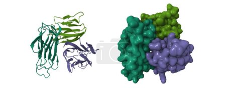 Téléchargez les photos : Crystal structure of human glucocorticoid-induced TNF receptor ligand (GITRL). Modèles de dessin animé 3D et de surface gaussienne, schéma de couleur id chaîne, PDB 2q1m, fond blanc - en image libre de droit