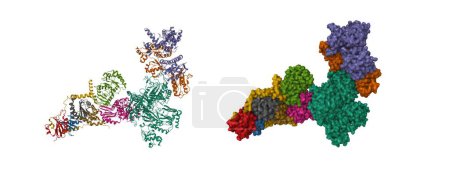 Téléchargez les photos : Cryo-EM structure de l'humain GATOR1-Rag-Ragulator complexe dessins animés 3D et modèles de surface gaussienne, chaîne id palette de couleurs, PDB 7t3a, fond blanc - en image libre de droit