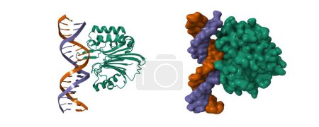 Foto de Complejo de dominio de endonucleasa LINE-1 con ADN. Dibujos animados 3D y modelos de superficie gaussiana, PDB 7n94, esquema de color id de cadena, fondo blanco - Imagen libre de derechos