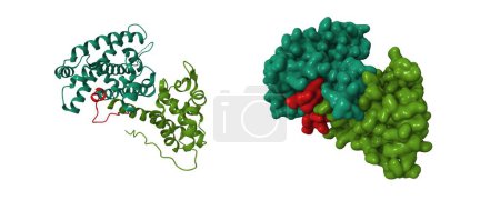 Foto de Estructura cristalina de la proteína supresora del tumor del retinoblastoma (verde) unida al péptido E2F. Dibujos animados 3D y modelos de superficie gaussiana, PDB 1o9k, esquema de color id de cadena, fondo blanco - Imagen libre de derechos