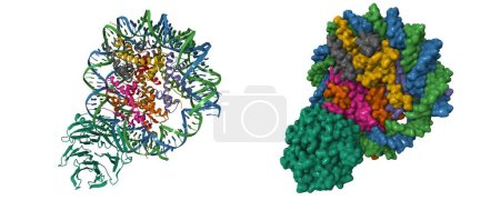 Foto de Estructura crioEM de la proteína de unión al retinoblastoma 5 (verde) unida al nucleosoma. Dibujos animados 3D y modelos de superficie gaussiana, PDB 6pwx, fondo blanco - Imagen libre de derechos