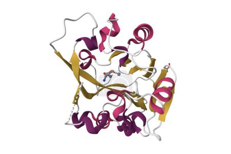 Foto de Estructura cristalina de N-acil homoserina lactona lactonasa que sacia el quórum con el sustrato unido. Modelo de dibujos animados 3D, PDB 2br6, esquema de color de estructura secundaria, fondo blanco - Imagen libre de derechos