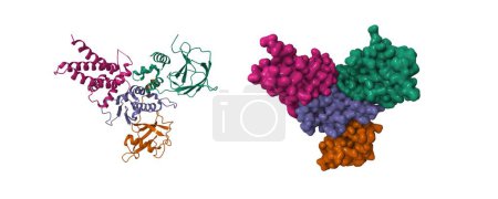 Foto de Estructura del supresor tumoral de la enfermedad de Von Hippel-Lindau (BVS, verde) -factor de elongación de la transcripción B (EloB, marrón, azul) -Cullin 2 (Cul2, morado). Dibujos animados 3D y modelos de superficie gaussiana, PDB 4wqo - Imagen libre de derechos