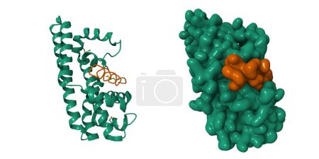 Téléchargez les photos : Structure de l'oncogène Helicobacter pylori CagA (vert) lié à la protéine stimulant l'apoptose du suppresseur tumoral humain p53. Modèles de bande dessinée 3D et de surface gaussienne, PDB 4irv, fond blanc - en image libre de droit