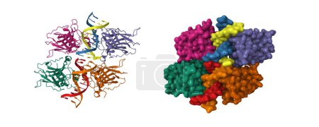 Photo for Structure of p73 DNA binding domain complex with 12 bp DNA. 3D cartoon and Gaussian surface models, chain id color scheme,  PDB 4guo, white background - Royalty Free Image